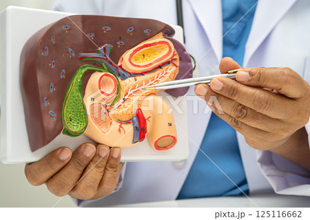 Liver with gallbladder, pancreas spleen and duodenum, Asian doctor holding human anatomy model for study diagnosis and treatment in hospital. 125116662