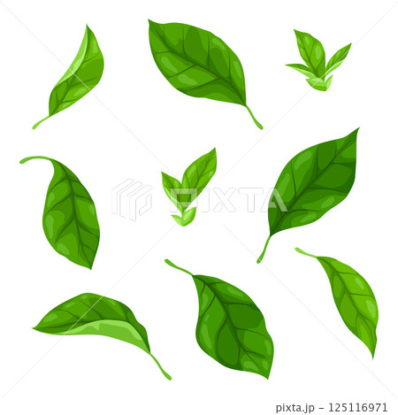 Set of leaves. Spring or summer stylized foliage. 125116971