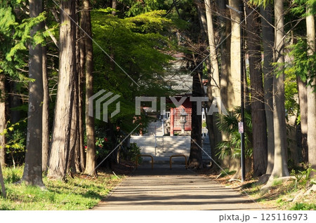木々に囲まれた神社の参道 木々に囲まれた神社の参道 125116973