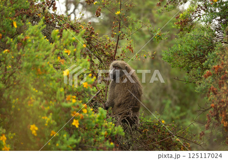 Olive baboon sitting on a tree branch Olive baboon sitting on a tree branch 125117024