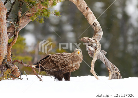 White-tailed sea eagle standing in snow in winter 125117026