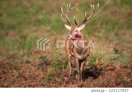 Portrait of an injured red deer stag during rutting season in autumn 125117037