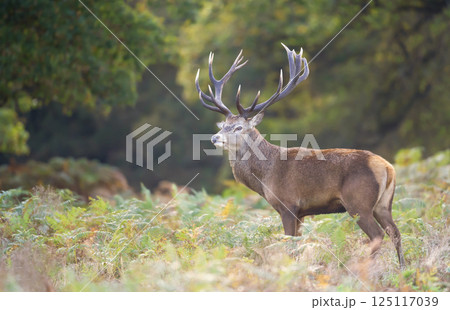 Red deer stag standing in bracken during the rut in autumn 125117039