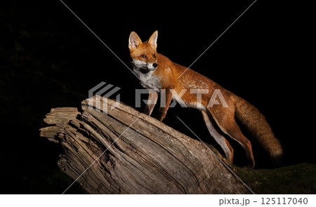 Red fox standing on a fallen tree in a forest at night Red fox standing on a fallen tree in a forest at night 125117040