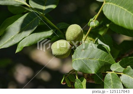 Walnuts growing on a tree 125117043