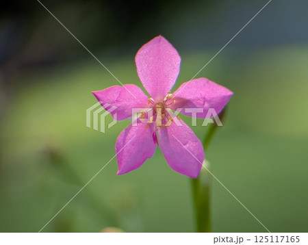 Delicate Beauty of the Pink Wildflower (Talinum paniculatum) 125117165