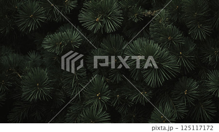pine in dark. Christmas tree. Beautiful nature background 125117172