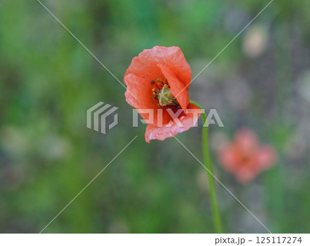 ケシ科ナガミヒナゲシのオレンジ色の花 125117274