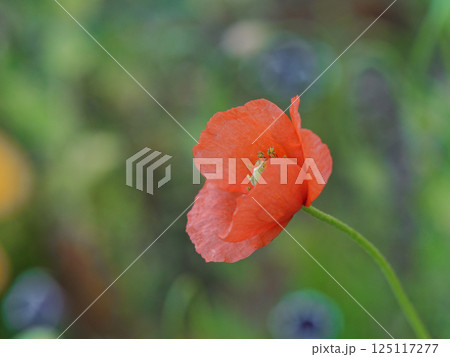 ケシ科ナガミヒナゲシのオレンジ色の花 ケシ科ナガミヒナゲシのオレンジ色の花 125117277