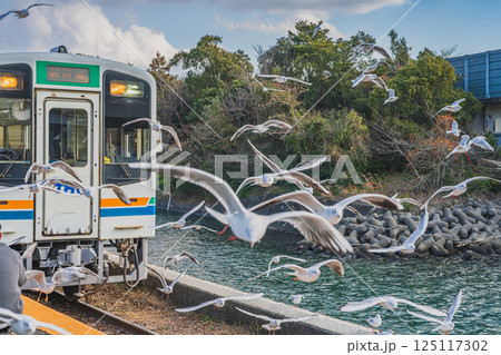 浜松市にある天竜浜名湖鉄道の浜名湖佐久米駅で飛び交うカモメたちと電車の風景(静岡県) 125117302