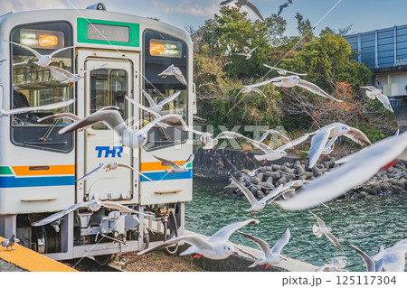 浜松市にある天竜浜名湖鉄道の浜名湖佐久米駅で飛び交うカモメたちと電車の風景(静岡県) 125117304