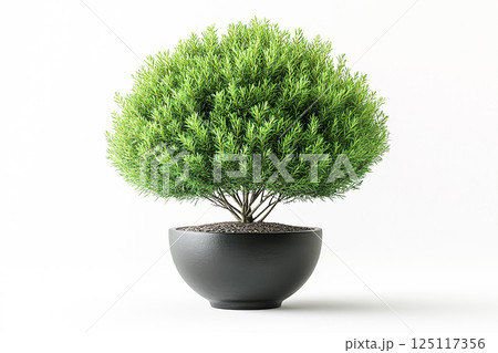 Potted Thuja tree with fleshy leaves on a white background. Cottage garden 125117356