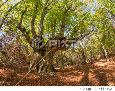 Shadow beech forest. Demerdzhi. Crimea Shadow beech forest. Demerdzhi. Crimea 125117398