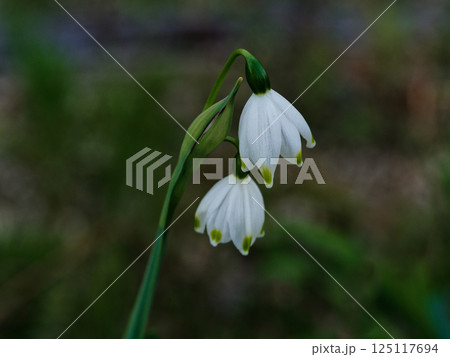 春を告げる花 ヒガンバナ科の球根植物スノードロップの白い花 125117694