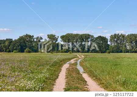Dirt road through green meadows in the countryside Dirt road through green meadows in the countryside 125117722