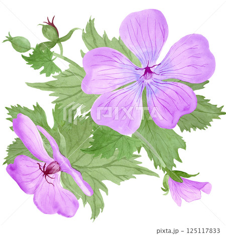 Composition of light purple geranium maculatum flowers and leaves by watercolor 125117833