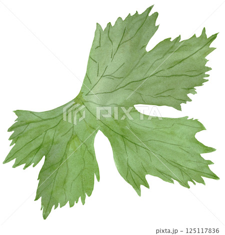 Light green geranium maculatum leaf by watercolor Light green geranium maculatum leaf by watercolor 125117836
