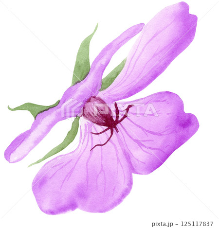 Light purple geranium maculatum big flower by watercolor 125117837