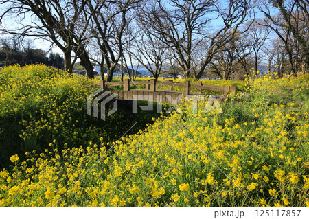 愛媛県内子町　小田川河川敷の菜の花 125117857