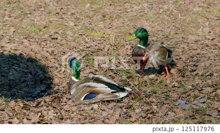 Ducks Engaging in Interaction Amidst the Colorful Fallen Leaves of Autumns Season Ducks Engaging in Interaction Amidst the Colorful Fallen Leaves of Autumns Season 125117976