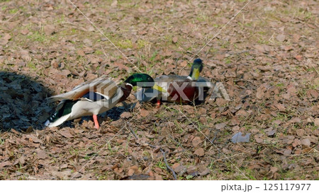Ducks are engaging in a natural display of their unique behaviors in the wild outdoors 125117977