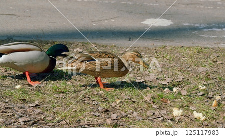 Ducks Grazing in the Park during a beautiful spring day, surrounded by vibrant natural scenery Ducks Grazing in the Park during a beautiful spring day, surrounded by vibrant natural scenery 125117983