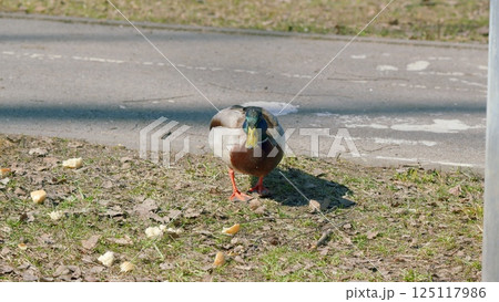 A Mallard Duck is foraging for food near a roadside, enjoying its natural habitat A Mallard Duck is foraging for food near a roadside, enjoying its natural habitat 125117986