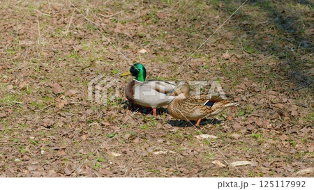 Ducks Encountering Each Other in a Natural Setting, Blending and Interacting Gracefully Ducks Encountering Each Other in a Natural Setting, Blending and Interacting Gracefully 125117992