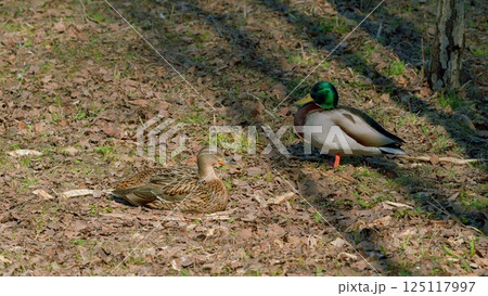 Ducks Encountering Each Other in a Natural Setting, Blending and Interacting Gracefully Ducks Encountering Each Other in a Natural Setting, Blending and Interacting Gracefully 125117997