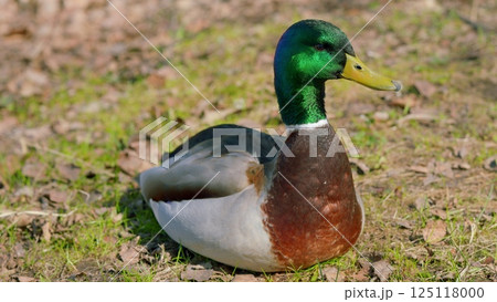 A Vibrant Male Mallard Duck Found Gracefully Resting on the Ground Beneath a Sunny Sky 125118000