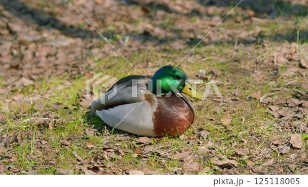A Mallard Duck is Relaxing Peacefully on the Ground in a Beautiful Natural Environment A Mallard Duck is Relaxing Peacefully on the Ground in a Beautiful Natural Environment 125118005