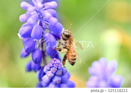 ミツバチ×ムスカリ ミツバチ×ムスカリ 125118221