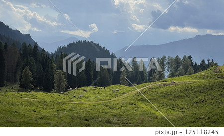 Mountain Landscape with Grazing Cows and Pine Forest Mountain Landscape with Grazing Cows and Pine Forest 125118245