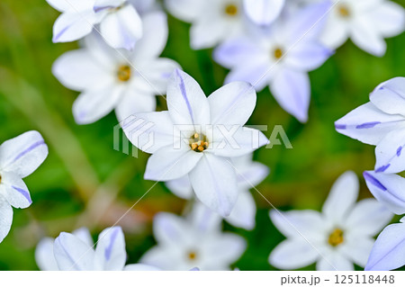 ハナニラ 125118448