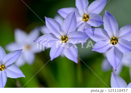 ハナニラ ハナニラ 125118457