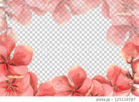 Sakura flowers red pink watercolor frame on white background in high quality. Perfect for postcards, invitations, weddings. Spring flowers will perfectly decorate home decor. 125118787
