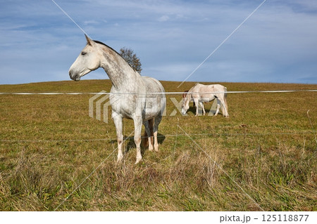 Horses grazing on the hills Horses grazing on the hills 125118877