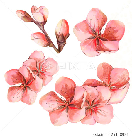Sakura flowers red pink watercolor set on white background isolated in high quality. Perfect for cards, invitations, weddings. Spring flowers will perfectly decorate home decor. Sakura flowers red pink watercolor set on white background isolated in high quality. Perfect for cards, invitations, weddings. Spring flowers will perfectly decorate home decor. 125118926