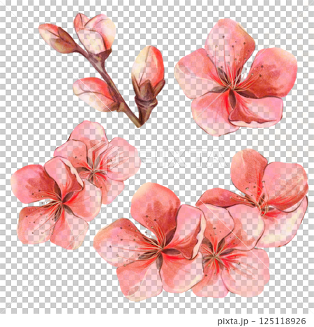 Sakura flowers red pink watercolor set on white background isolated in high quality. Perfect for cards, invitations, weddings. Spring flowers will perfectly decorate home decor. Sakura flowers red pink watercolor set on white background isolated in high quality. Perfect for cards, invitations, weddings. Spring flowers will perfectly decorate home decor. 125118926