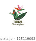 Square tropical layout with exotic Strelitzia flowers and leaves centered in a composition. Minimal floral template for branding, product promos, social media posts or event cards. Vector illustration 125119092