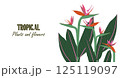 Template with tropical floral bouquet of Strelitzia with jungle leaves on the side and space for content. Concept for web banners, postcards, ads promo. Vector illustration in flat modern style 125119097