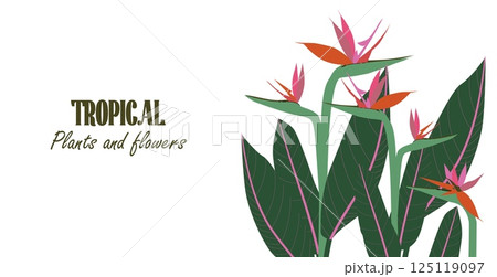 Template with tropical floral bouquet of Strelitzia with jungle leaves on the side and space for content. Concept for web banners, postcards, ads promo. Vector illustration in flat modern style Template with tropical floral bouquet of Strelitzia with jungle leaves on the side and space for content. Concept for web banners, postcards, ads promo. Vector illustration in flat modern style 125119097