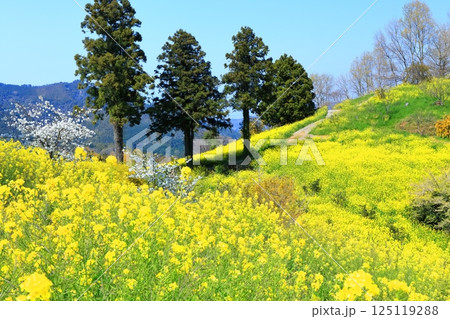 【愛媛県】犬寄峠の黄色い丘(菜の花畑) 【愛媛県】犬寄峠の黄色い丘(菜の花畑) 125119288