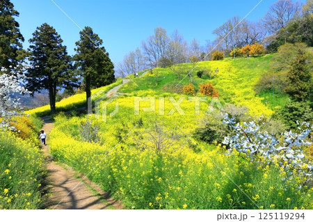 【愛媛県】犬寄峠の黄色い丘(菜の花畑) 【愛媛県】犬寄峠の黄色い丘(菜の花畑) 125119294