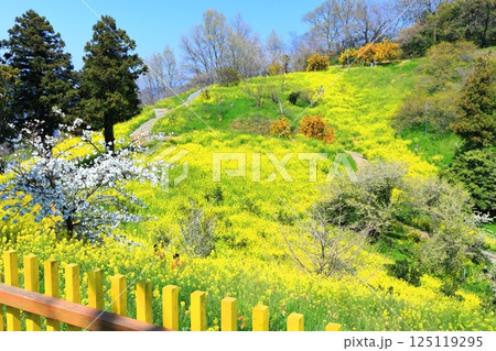 【愛媛県】犬寄峠の黄色い丘(菜の花畑) 【愛媛県】犬寄峠の黄色い丘(菜の花畑) 125119295
