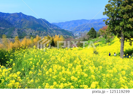【愛媛県】犬寄峠の黄色い丘（菜の花畑） 125119299