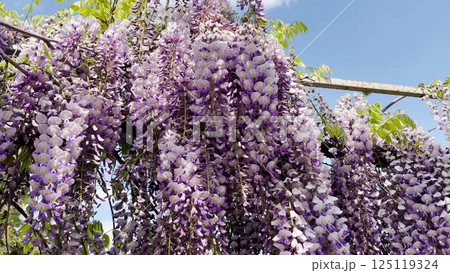 Blooming Wisteria Sinensis with scented classic purple flowersin full bloom in hanging racemes on the wind closeup. Garden with wisteria in spring. Blooming Wisteria Sinensis with scented classic purple flowersin full bloom in hanging racemes on the wind closeup. Garden with wisteria in spring. 125119324