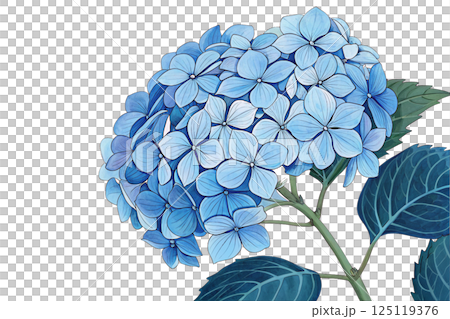 繡球花圖 125119376