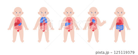 Internal organs of the child 125119379