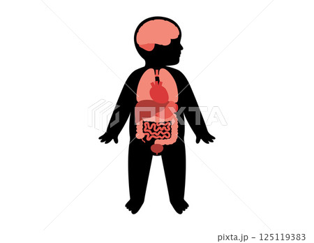 Internal organs of the child 125119383